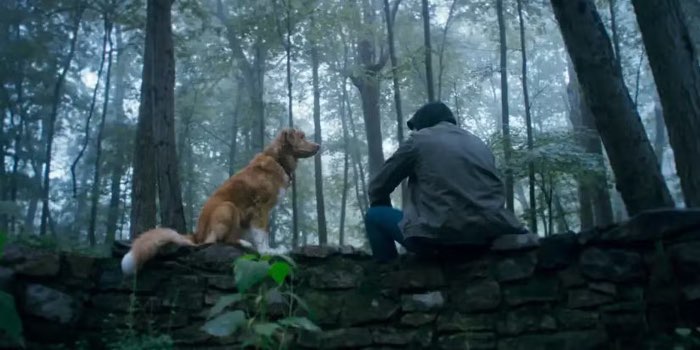 Глазами пса