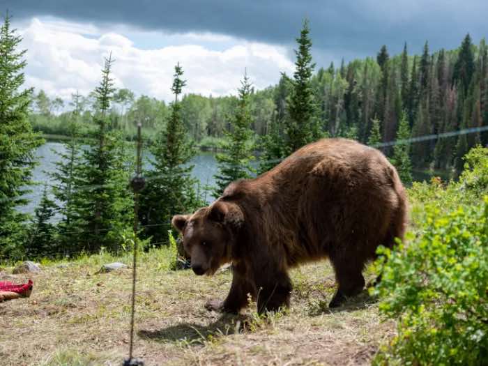 Ночь гризли - объяснение концовки и ее смысл